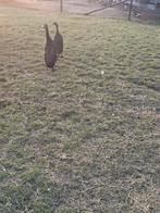 Fles eenden, Dieren en Toebehoren, Overige Dieren, Juni, Meerdere dieren