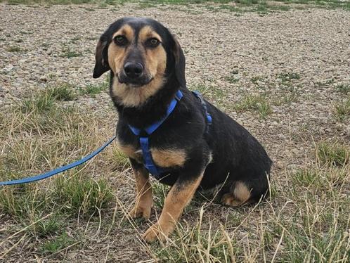 Kleine Amara is een lief, zachtaardig meisje, Dieren en Toebehoren, Honden | Niet-rashonden, Klein, Teef, Particulier, Eén hond