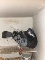 Mooie jongen, kropper, Meerdere dieren