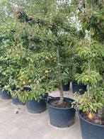 Leivorm laagstam gieser wildeman, Ophalen, Overige soorten, 100 tot 250 cm