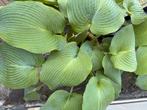 Hosta eventueel met pot erbij, Tuin en Terras, Planten | Tuinplanten, Ophalen, Vaste plant, Overige soorten, Halfschaduw