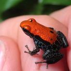 Ranitomeya reticulata en spierwitte dozen springstaarten, Dieren en Toebehoren, Reptielen en Amfibieën, 0 tot 2 jaar