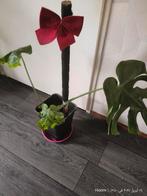 Monstera, Overige soorten, In pot, Minder dan 100 cm, Groene kamerplant