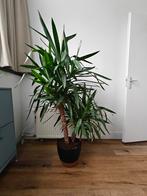 Yucca 1.74cm hoog, Ophalen, In pot, Yucca, 150 tot 200 cm