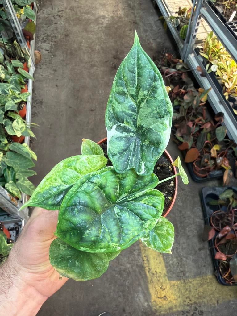 Alocasia Dragon Scale Albo Mint Variegata - 12cm pot, Huis en Inrichting, Kamerplanten, Overige soorten, In pot, Minder dan 100 cm