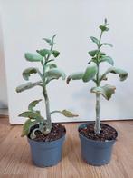 Kalanchoë Beharensis - Olifantsoor/Groene Kalanchoë H: 40 cm, Ophalen, Vetplant, Halfschaduw, Minder dan 100 cm