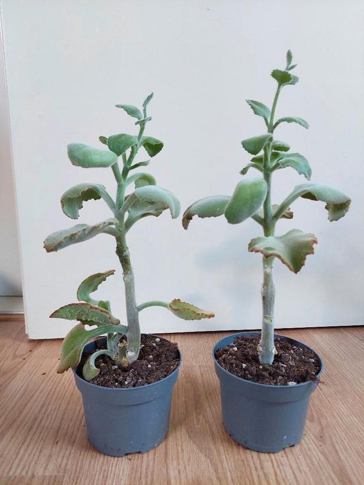 Kalanchoë Beharensis - Olifantsoor/Groene Kalanchoë H: 40 cm, Huis en Inrichting, Kamerplanten, Vetplant, Minder dan 100 cm, Groene kamerplant