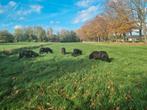 Weidegang gezocht voor shetlandpony's, Weidegang