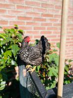 Zilver-zwart gezoomde wyandotte kriel hen, Dieren en Toebehoren, Pluimvee, Vrouwelijk, Kip