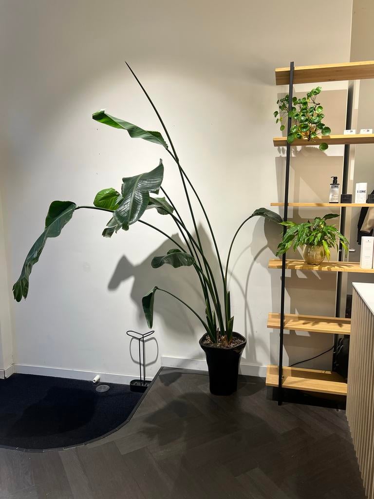 Grote Strelitzia Nicolai - 230cm, Huis en Inrichting, Kamerplanten, Ophalen, 200 cm of meer, Overige soorten, Halfschaduw
