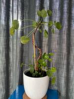 Pannenkoekenplant, Huis en Inrichting, Kamerplanten, Ophalen of Verzenden, Overige soorten, Minder dan 100 cm