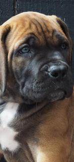 Prachtige, lieve, sociale boerboel pup met blauw-groene ogen, Dieren en Toebehoren, 8 tot 15 weken, Bulldog, Meerdere, Meerdere dieren