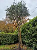 mooi olijfboom, ca. 2 m hoog, Tuin en Terras, Bloeit niet, 100 tot 250 cm, Olijfboom, Ophalen