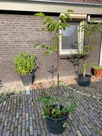 Te koop walnotenboom (2 stuks), Ophalen, Volle zon, Overige soorten, 100 tot 250 cm