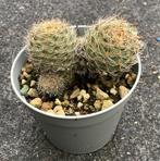 Cactus Aylostera, Huis en Inrichting, Kamerplanten, Ophalen of Verzenden, Cactus, Volle zon, Minder dan 100 cm