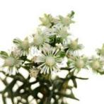 Caudex Mestoklema Elatum wit bloeiend in de 30cm pot, Huis en Inrichting, Kamerplanten, Overige soorten, Minder dan 100 cm, Ophalen of Verzenden