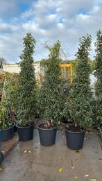 Lusitanica of Portugese laulier hoog 200/225 met kluit /pot, Tuin en Terras, Planten | Struiken en Hagen, Ophalen, Laurier, Haag