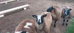 Bonte ooilammeren, Dieren en Toebehoren, Schapen, Geiten en Varkens, Vrouwelijk, Schaap, 0 tot 2 jaar