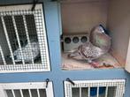 2 doffers en 2 duivinnen, Dieren en Toebehoren, Vogels | Duiven, Meerdere dieren, Kropper