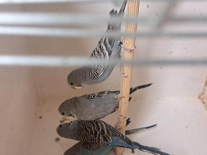 6 grasparkieten bw bf, Dieren en Toebehoren, Vogels | Parkieten en Papegaaien, Parkiet, Meerdere dieren, Geringd