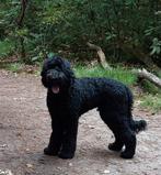 labradoodle Dekreu, Dieren en Toebehoren, Honden | Niet-rashonden, Reu, CDV (hondenziekte), Groot, Eén hond