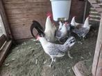 broedeieren  friesehoenders, Dieren en Toebehoren, Pluimvee, Geslacht onbekend, Kip