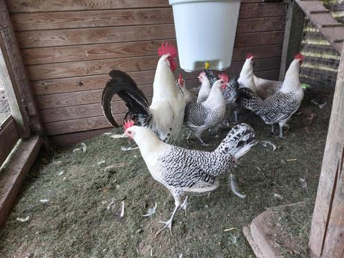 broedeieren  friesehoenders, Dieren en Toebehoren, Pluimvee, Kip, Geslacht onbekend