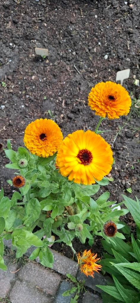Goudsbloem Fiesta mix, Tuin en Terras, Bloembollen en Zaden, Volle zon, Ophalen of Verzenden