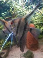 Maanvissen 3 stuks, Vis, Zoetwatervis