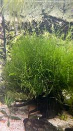 Javamos twee bossen, Dieren en Toebehoren, Ophalen, Nieuw, Leeg aquarium