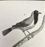 4 Kopergravures vogels uit 1802, Ophalen of Verzenden