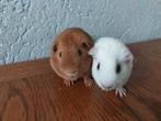 2 effen cavia beren, Dieren en Toebehoren, Knaagdieren, Cavia, Augustus, Mannelijk, Tam