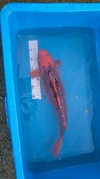 Te koop diverse koi karpers, Karper of Koi