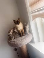 Britse Korthaar /Thaise Siamees kittens te koop