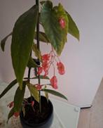 Bloeiende begonia tamaya plant, Huis en Inrichting, Kamerplanten, Ophalen, Halfschaduw, Minder dan 100 cm
