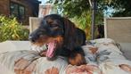 Puppies 2x, reu, dwergteckel, Dieren en Toebehoren, Honden | Teckels en Dashonden, Reu, 8 tot 15 weken, Dwerg, Meerdere