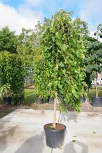 morus alba pendula treurvorm moerbei, Tuin en Terras, Planten | Bomen, Ophalen, In pot, Volle zon, Overige soorten