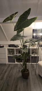 Grote Allocasia Wentii - 190cm, Tuin en Terras, Planten | Tuinplanten, Overige soorten, Vaste plant, Ophalen of Verzenden, Bloeit niet