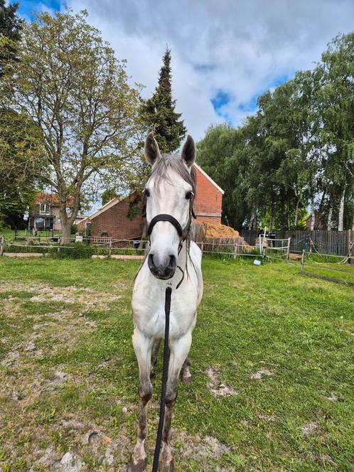 Project paard pre  carta hengst, Dieren en Toebehoren, Pony's, Ruin, Recreatiepony