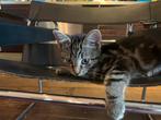 Kittens, Meerdere dieren