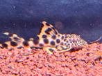 Update stocklist aquarium afdeling, Dieren en Toebehoren, Vissen | Aquariumvissen, Vis, Zoetwatervis, Schoolvis