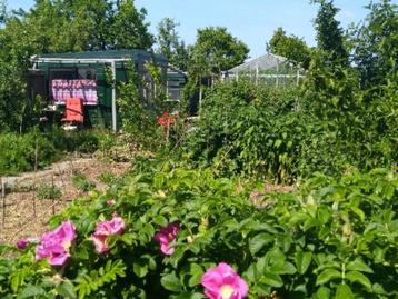 Moestuin (ecologisch/permacultuur) beschikbaar voor biedingen