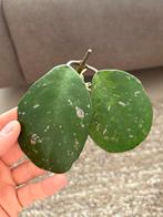 Geworteld Hoya Obovata Stekje [1], Huis en Inrichting, Kamerplanten, Ophalen of Verzenden