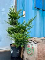 Ilex Grenata Bonsai, Tuin en Terras, Ophalen, Overige soorten, Minder dan 100 cm