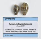 Schelpen: Cypraea gracilis macula 14,5-17,5mm per stuk, Ophalen of Verzenden, Schelp(en)