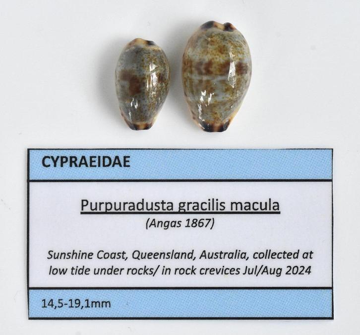 Schelpen: Cypraea gracilis macula 14,5-17,5mm per stuk, Verzamelen, Mineralen en Fossielen, Schelp(en), Ophalen of Verzenden