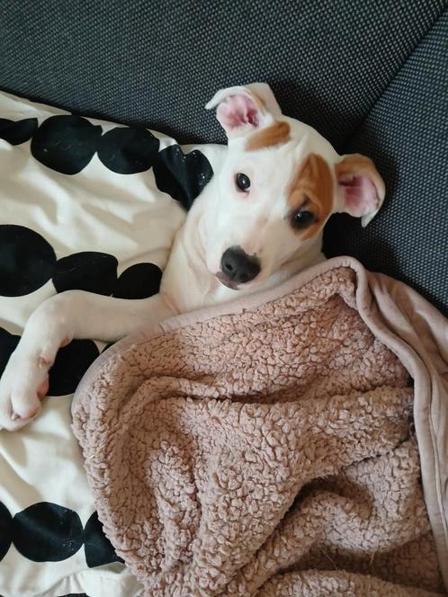 Lieve pup, Dieren en Toebehoren, Honden | Jack Russells en Terriërs, Teef, American Staffordshire Terriër, Particulier, Eén hond