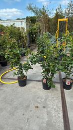 Camelia dr king hoog 125 plus grote plant beperkt aantal, Vaste plant, Halfschaduw, Lente, Ophalen