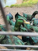 Cayuga-eenden, Dieren en Toebehoren, Reptielen en Amfibieën, Slang, 0 tot 2 jaar