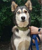 Annabelle is een prachtige husky met gekleurde ogen, Dieren en Toebehoren, Particulier, Rabiës (hondsdolheid), 1 tot 2 jaar, Buitenland